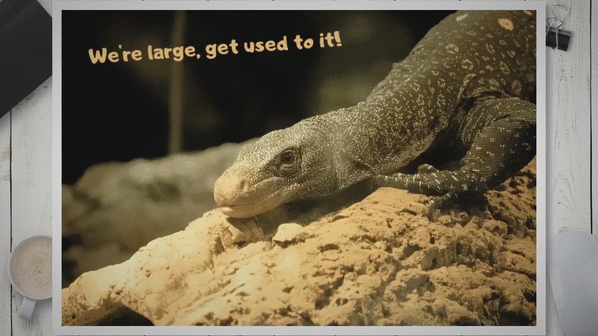 'Video thumbnail for 7 Of The Largest Pet Lizards – The Biggest Lizards You Can Own'
