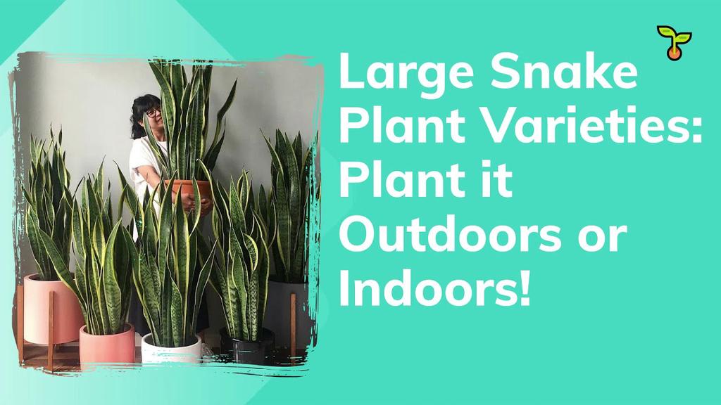 'Video thumbnail for Large Snake Plant Varieties'