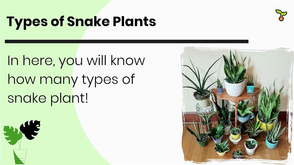 'Video thumbnail for Types of Snake Plants: 14 More You Should Know [Part 2]'