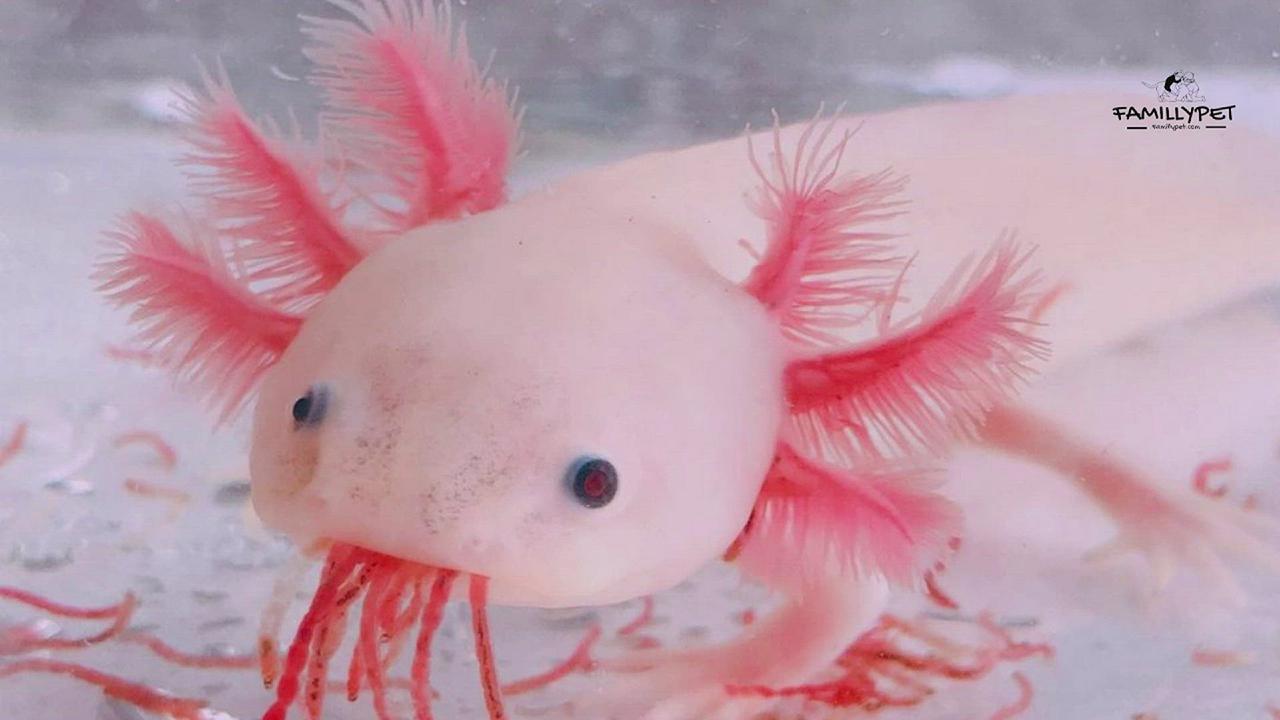 'Video thumbnail for what do axolotls eat ?'