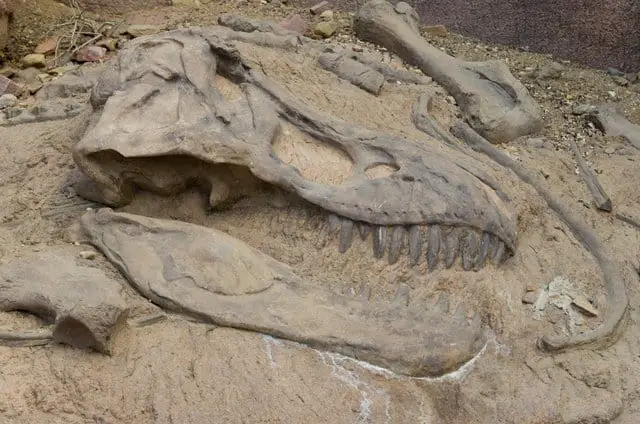 Are All Dinosaur Bones Fossils?