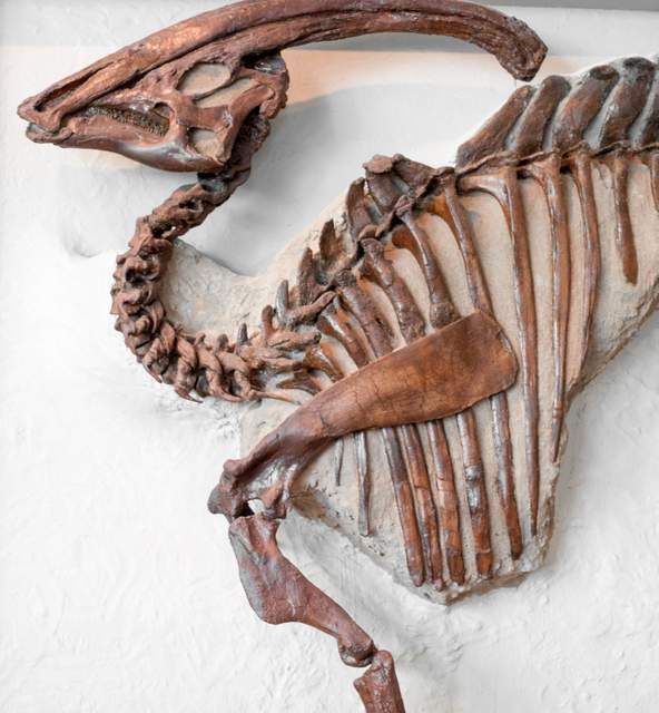 Why Some Dinosaur Bones Last So Long: The [Surprising] Fossilization Process