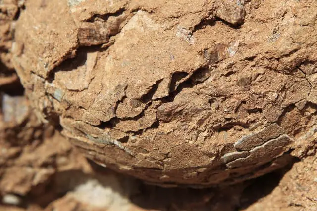 identifying dinosaur egg