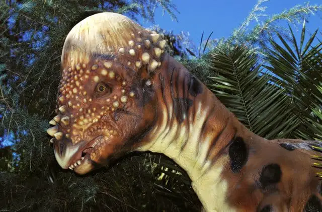 A-spiked-head-Pachycephalosaurs-how-did-dinosaurs-protect-themselves-Adventuredinosaurs