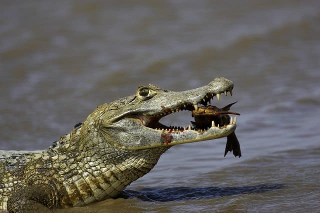 Crocodiles-are-the-closest-to-dinosaurs-AdventureDinosaurs