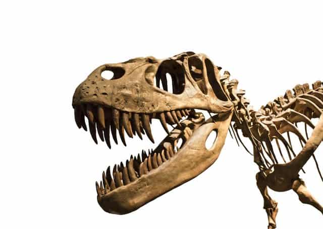 Dinosaur-teeth-on-jawbone-of-T-Rex-AdventureDinosaurs