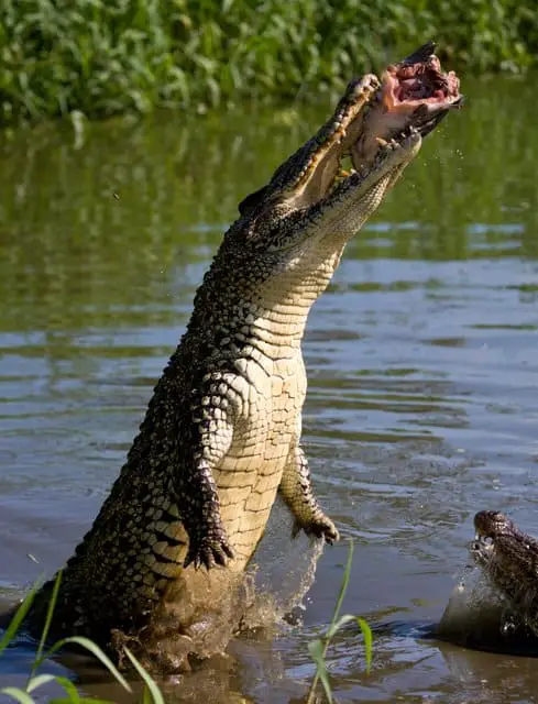 alligators-are-known-to-jump-out-of-the-water-adventuredinosaurs