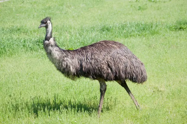 emu-one-of-the-largest-birds-adventuredinosaurs