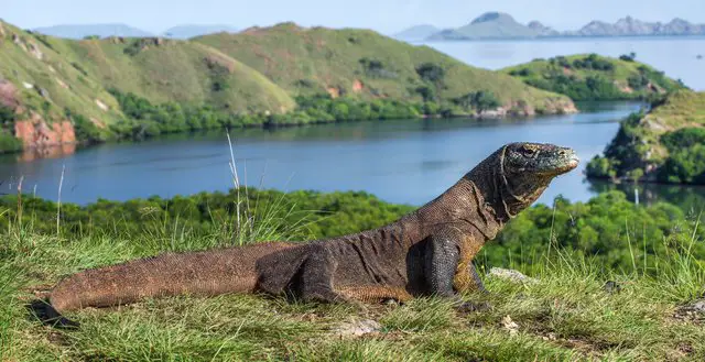 komodo-dragon-AdventureDinosaurs