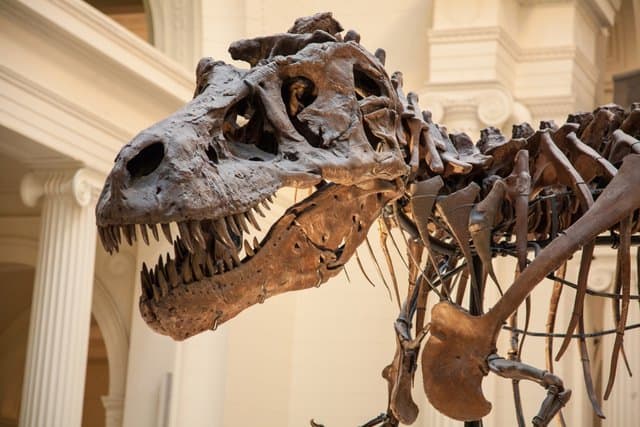 t-rex-skeleton-adventuredinosaurs