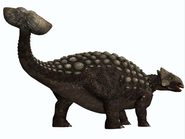 ankylosaurus club tail