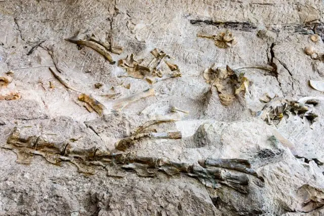 dinosaur-fossils-in-rock-adventuredinosaurs