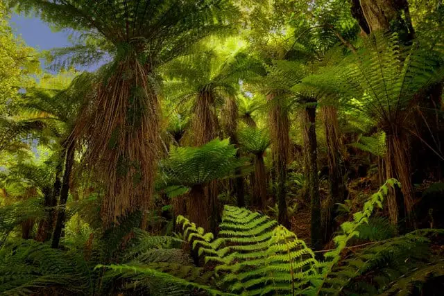 raptor-dinosaur-habitat-with-ferns-adventuredinosaurs