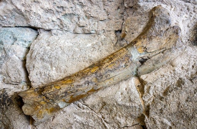 where-do-paleontologists-work-excavating-bones-adventuredinosaurs