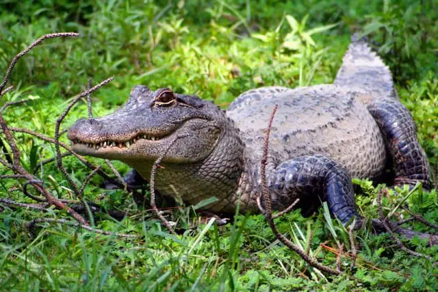 Alligators are related to dinosaurs in many ways adventuredinosaurs