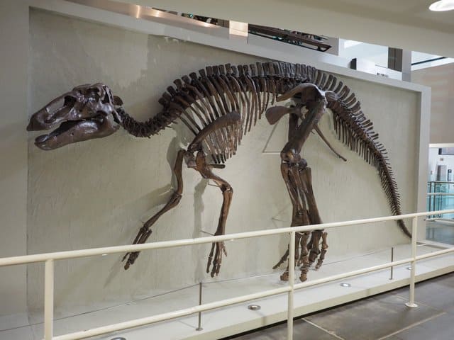 Edmontosaurus-skeleton-AdventureDinosaurs