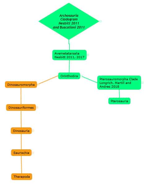 Figure 1 Classification of Archosaurs - AdventureDinosaurs (2)