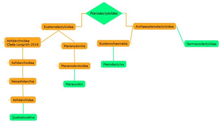 Figure 3 Classification of Pterodactyloidea - AdventureDinosaurs