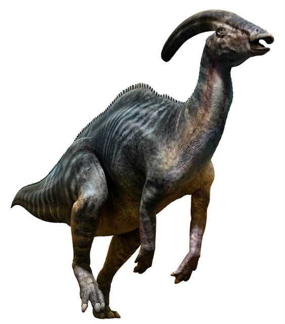 Parasaurolophus-a-hollow-crested-Hadrosaurid-AdventureDinosaurs