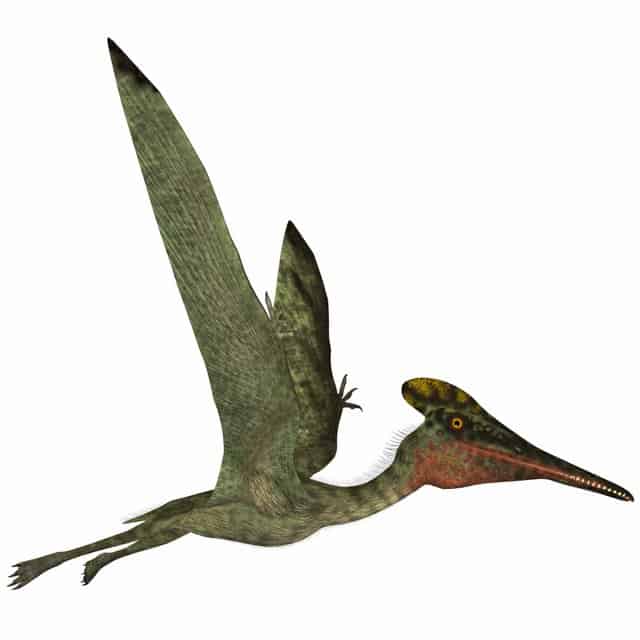 Pterodactylus-was-a-pterosaur-AdventureDinosaurs