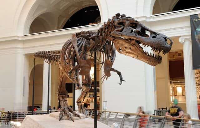Sue-the-dinosaur-at-the-Field museum-Adventuredinosaurs