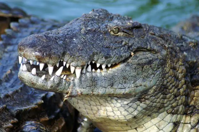 are-alligators-related-to-dinosaurs-adventuredinosaurs