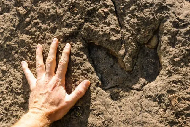 human footprints with dinosaurs