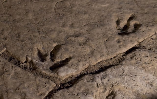 dinosaur-footprints-adventuredinosaurs