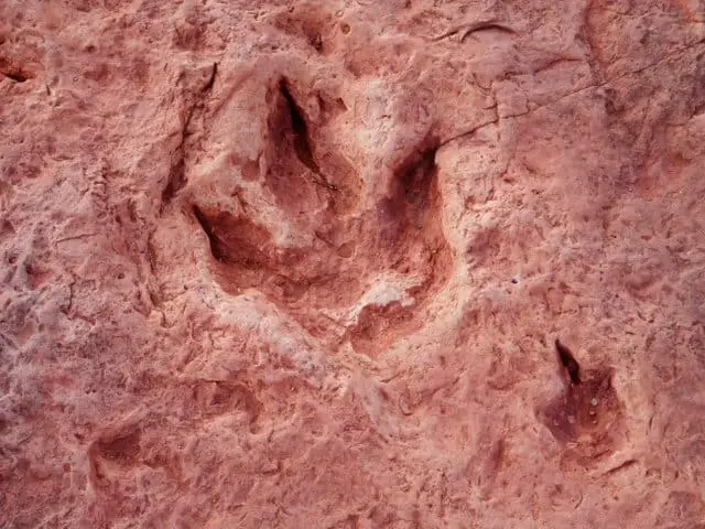 dinosaur-tracks-are-impressions-from-the-past-adventuredinosaurs