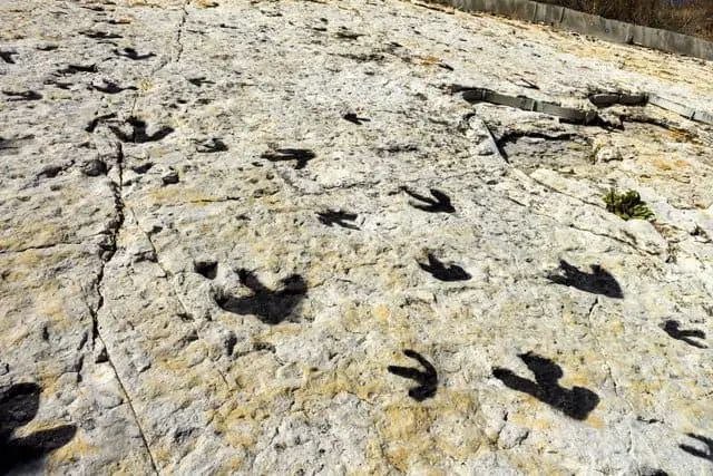 dinosaur-tracks-from-millions-of-years-ago-adventuredinosaurs