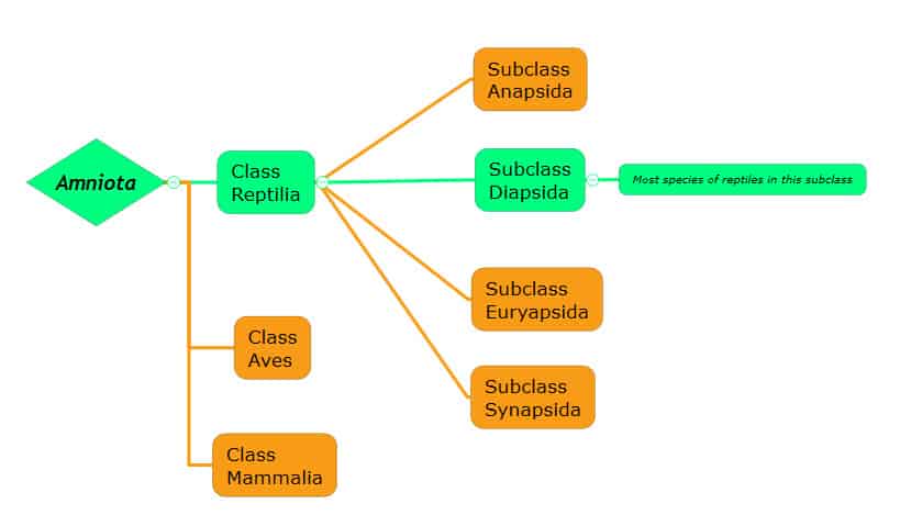 figure-02-linnaean-amniota-to-diapsid