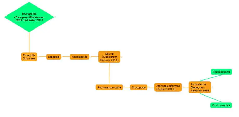 figure-03-cladogram-Sauropoda-to-Archosauria-cladogram