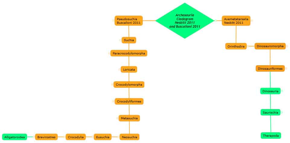 figure-05-phylogenetic-pseudosuchia-and-avemetatarsalia