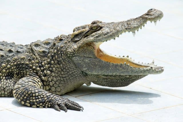 physical-characteristics-of-alligators-compared-to-dinosaurs-adventuredinosaurs