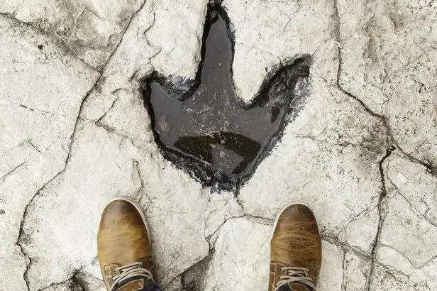 real-dinosaur-tracks-with-comparison-of-size-to-human-feet