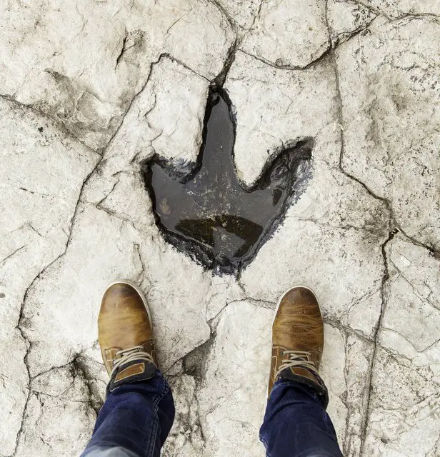 real-dinosaur-tracks-with-comparison-of-size-to-human-feet