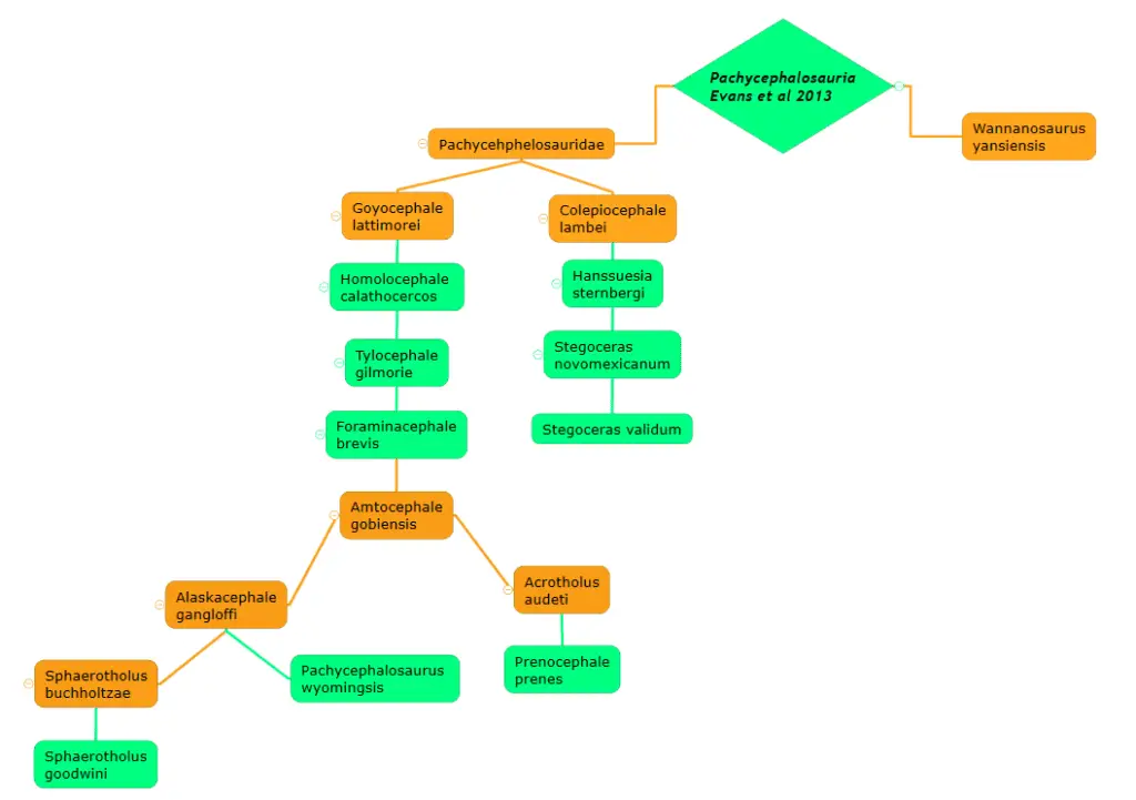 Cladogram-of-Pachycephalosauria-AdventureDinosaurs