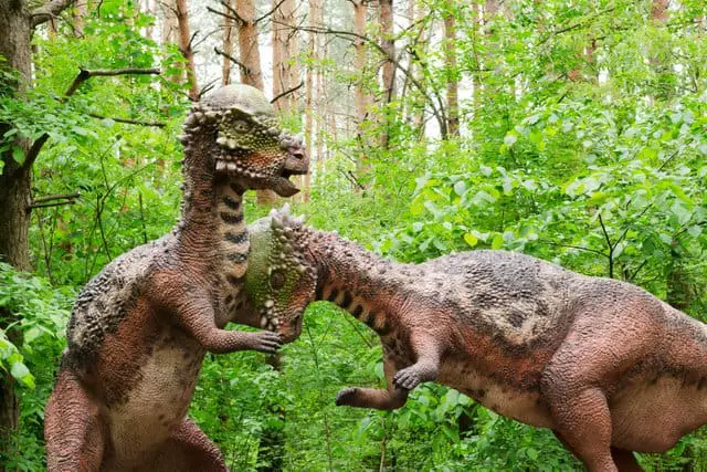 Battle of two Pachycephalosaurs - AdventureDinosaurs