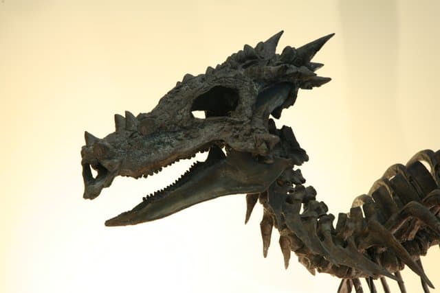 Dracorex_1_CC-wikimedia