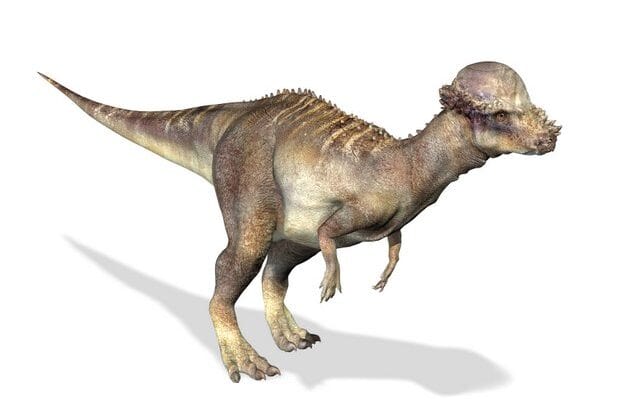 Pachycephalosaurus-AdventureDinosaurs