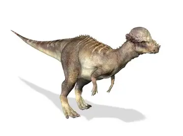What Was The Dinosaur With The Bump On Its Head The Hard Headed Dinos Adventure Dinosaurs