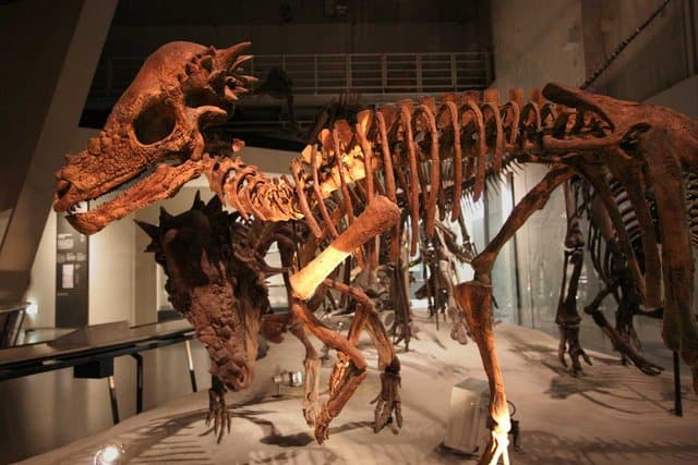 Pachycephalosaurus_in_Japan