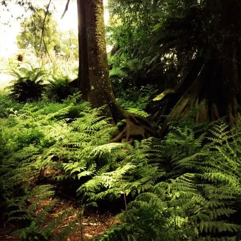 ferns-and-vegetation-that-omnivore-dinosaurs-can-eat-adventuredinosaurs