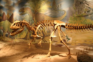 Dinosaur-skeleton-shows-common-traits-of-all-dinosaurs-AdventureDinosaurs