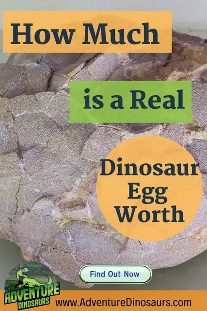 buy real dinosaur egg