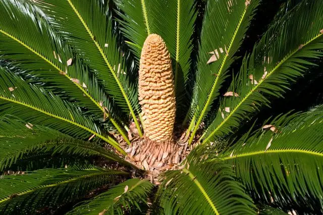 Cycad-a-type-of-palm-from-age-of-dinosaurs-AdventureDinosaurs