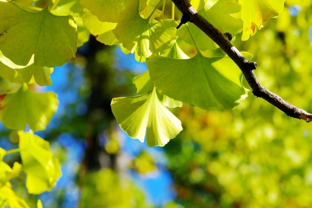 Ginko-a-plant-that-dinosaurs-ate-AdventureDinosaurs