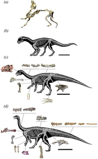 Mussaurus_specimens - Wikicommons