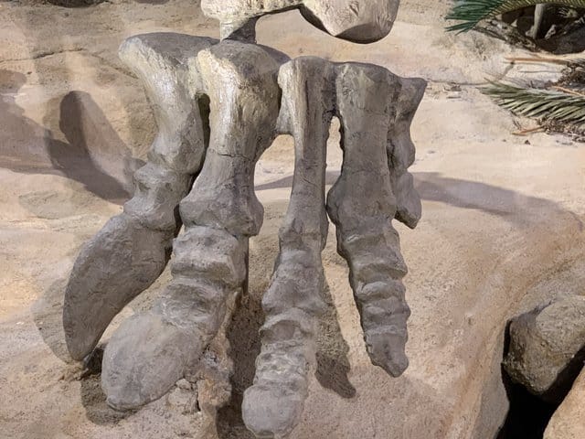 Toe-claws-of-Chinese-Dinosaur-Shunosaurus-AdventureDinosaurs
