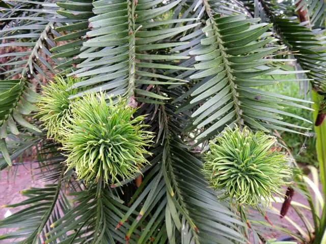 Wollemi-pine-a-tree-that-dinosaurs-ate-AdventureDinosaurs